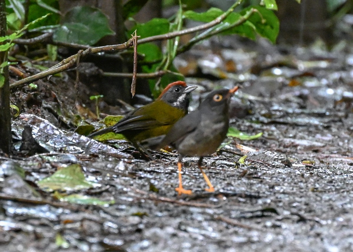 Sooty-faced Finch - ML639347270