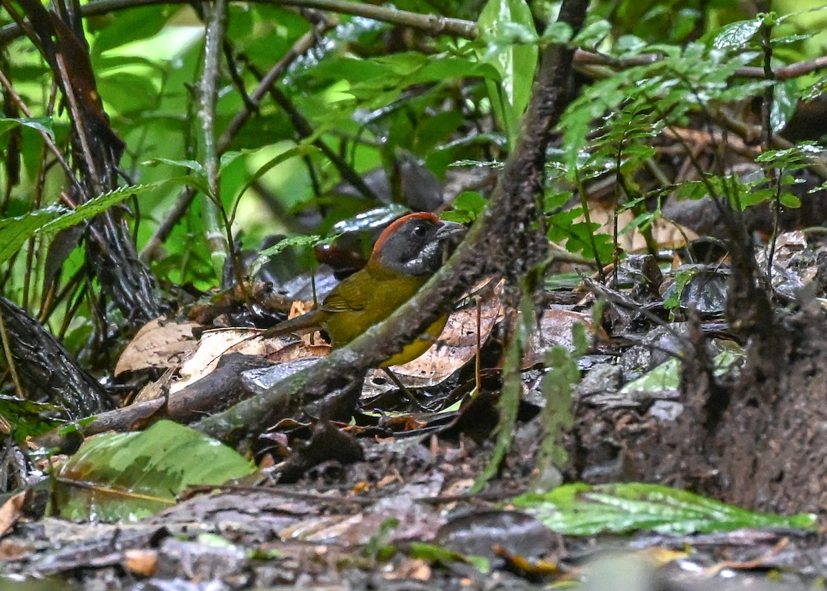 Sooty-faced Finch - ML639347271