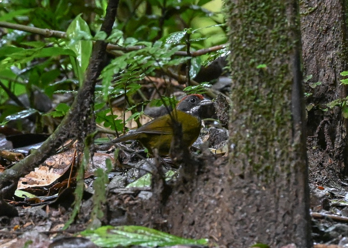 Sooty-faced Finch - ML639347272