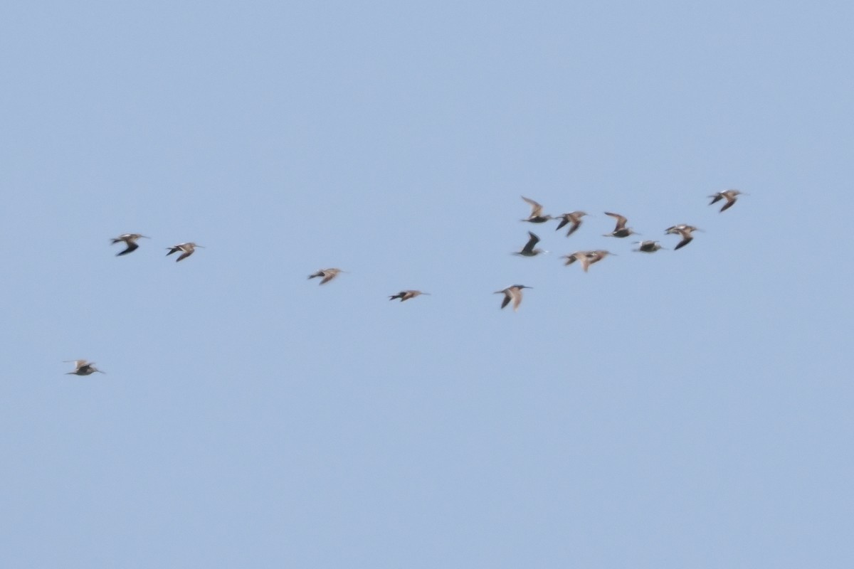 Short-billed Dowitcher - ML639347478