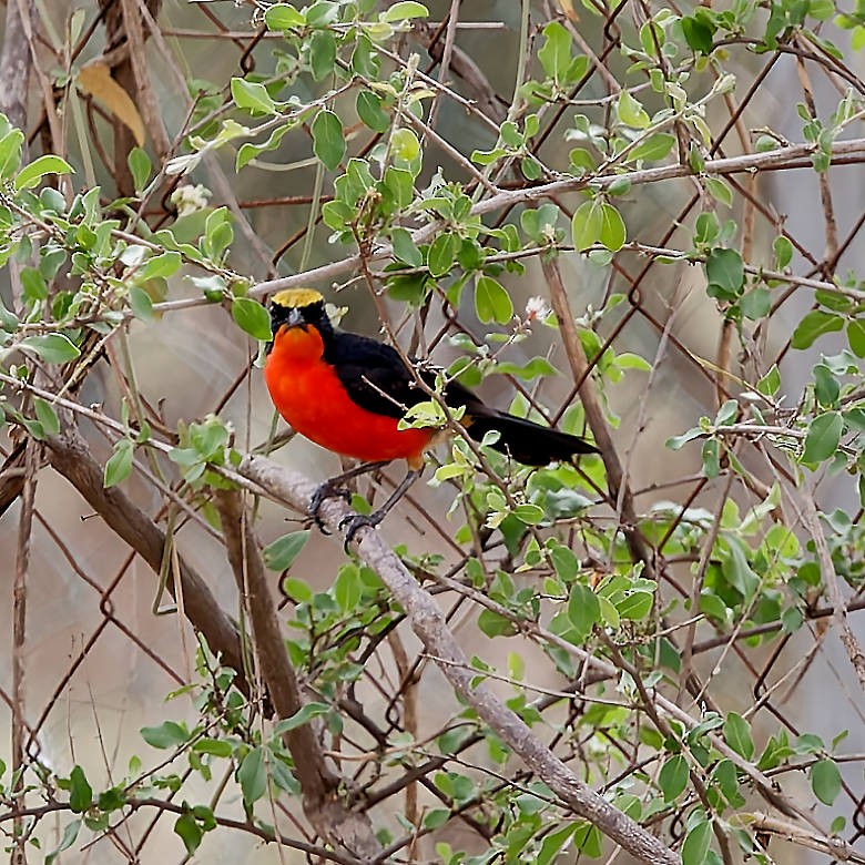 Yellow-crowned Gonolek - ML639347538