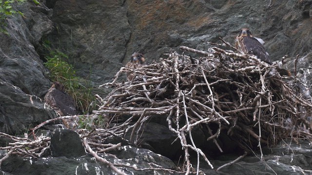 Faucon pèlerin (anatum) - ML639347557