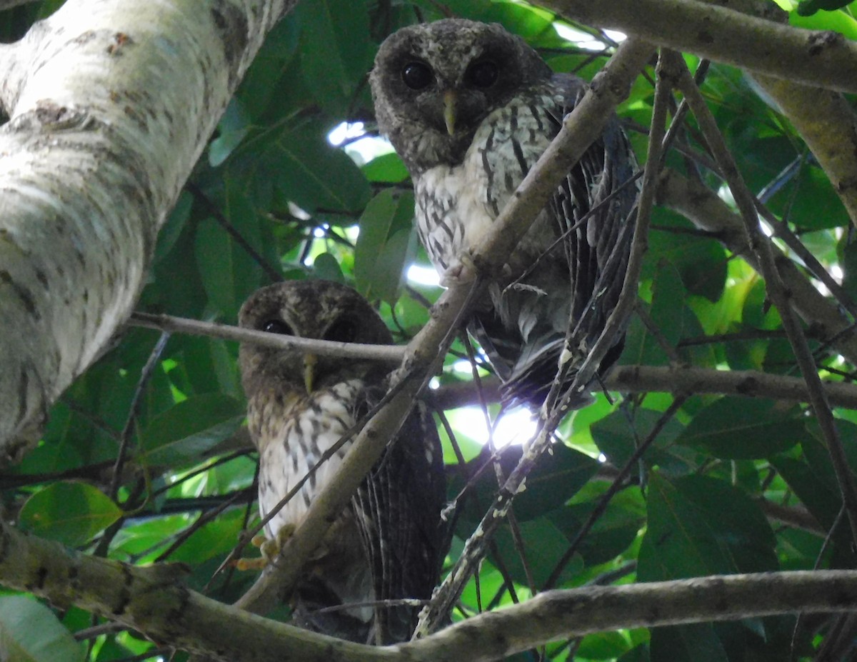 Mottled Owl - ML639347596