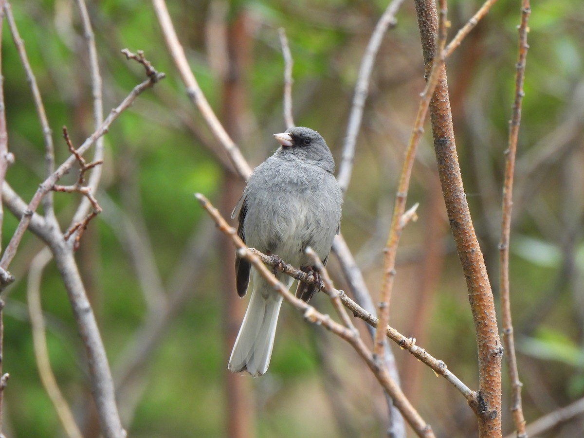 Dark-eyed Junco (Gray-headed) - ML639347646