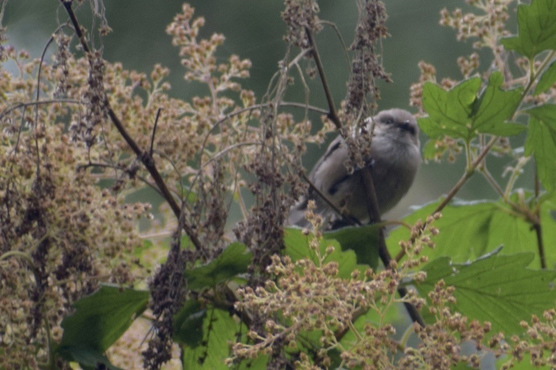 Bushtit - ML639347649