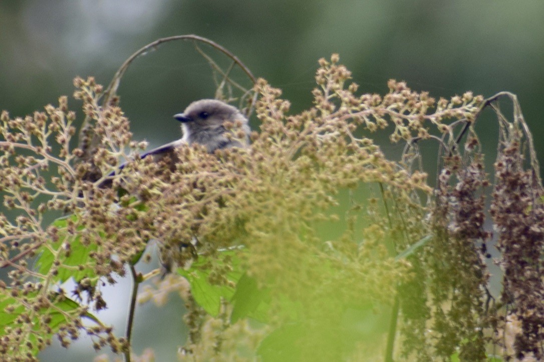 Bushtit - ML639347650