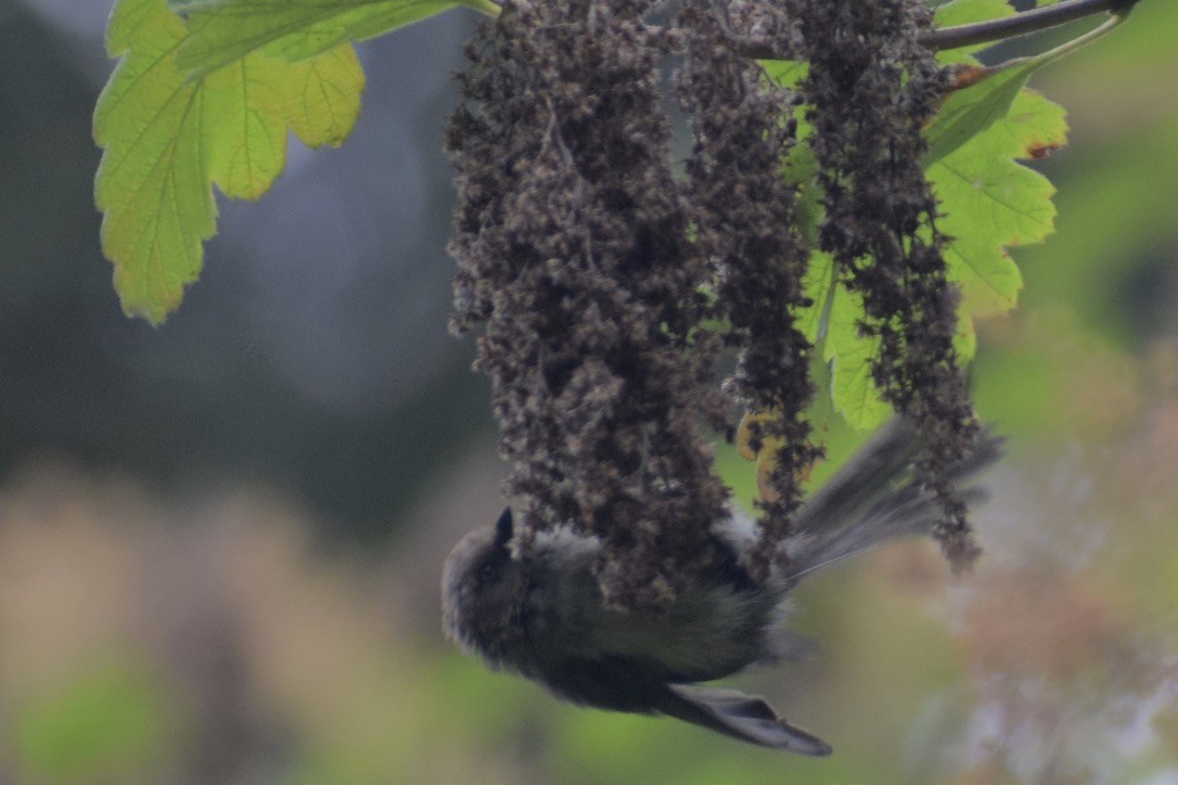 Bushtit - ML639347668