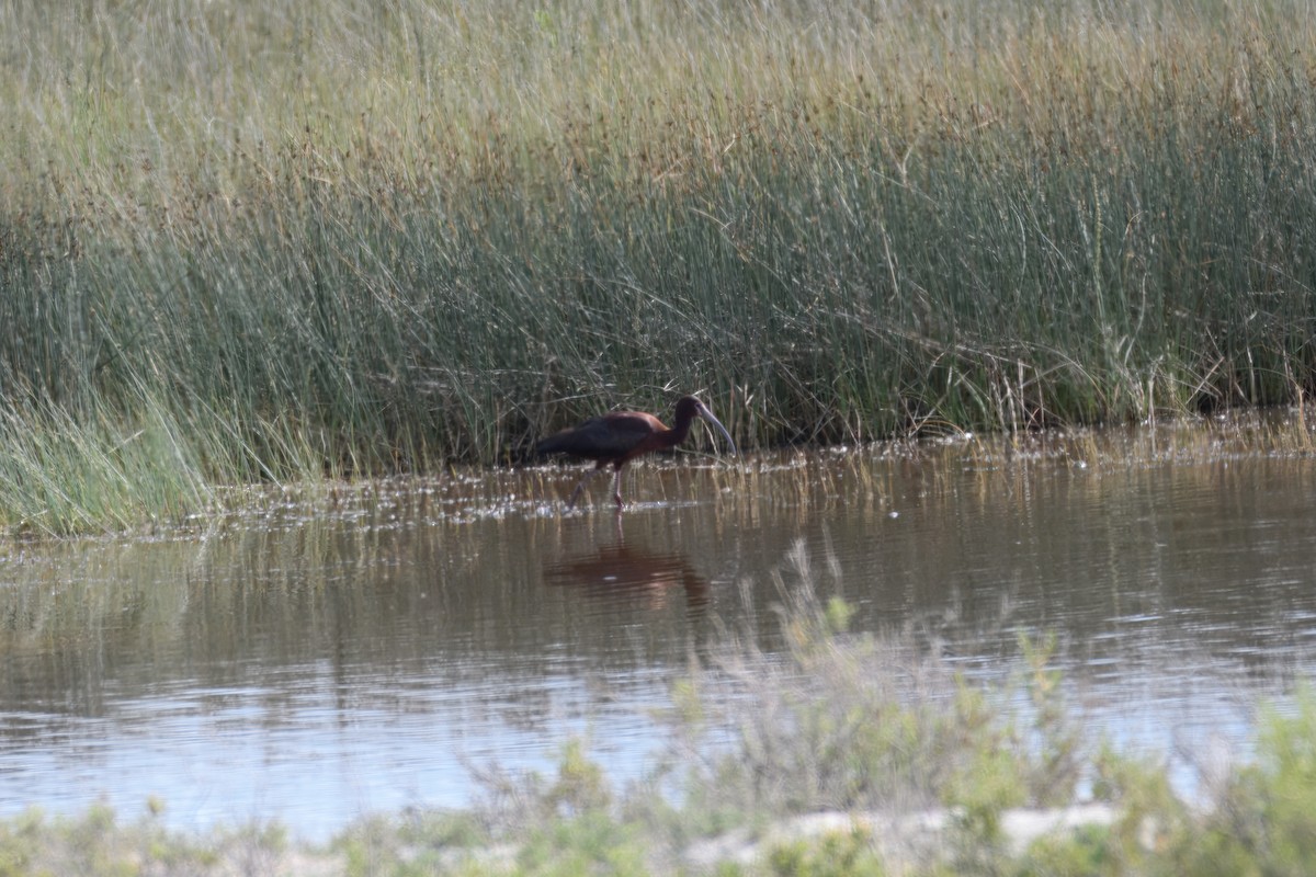 ibis americký - ML639347720