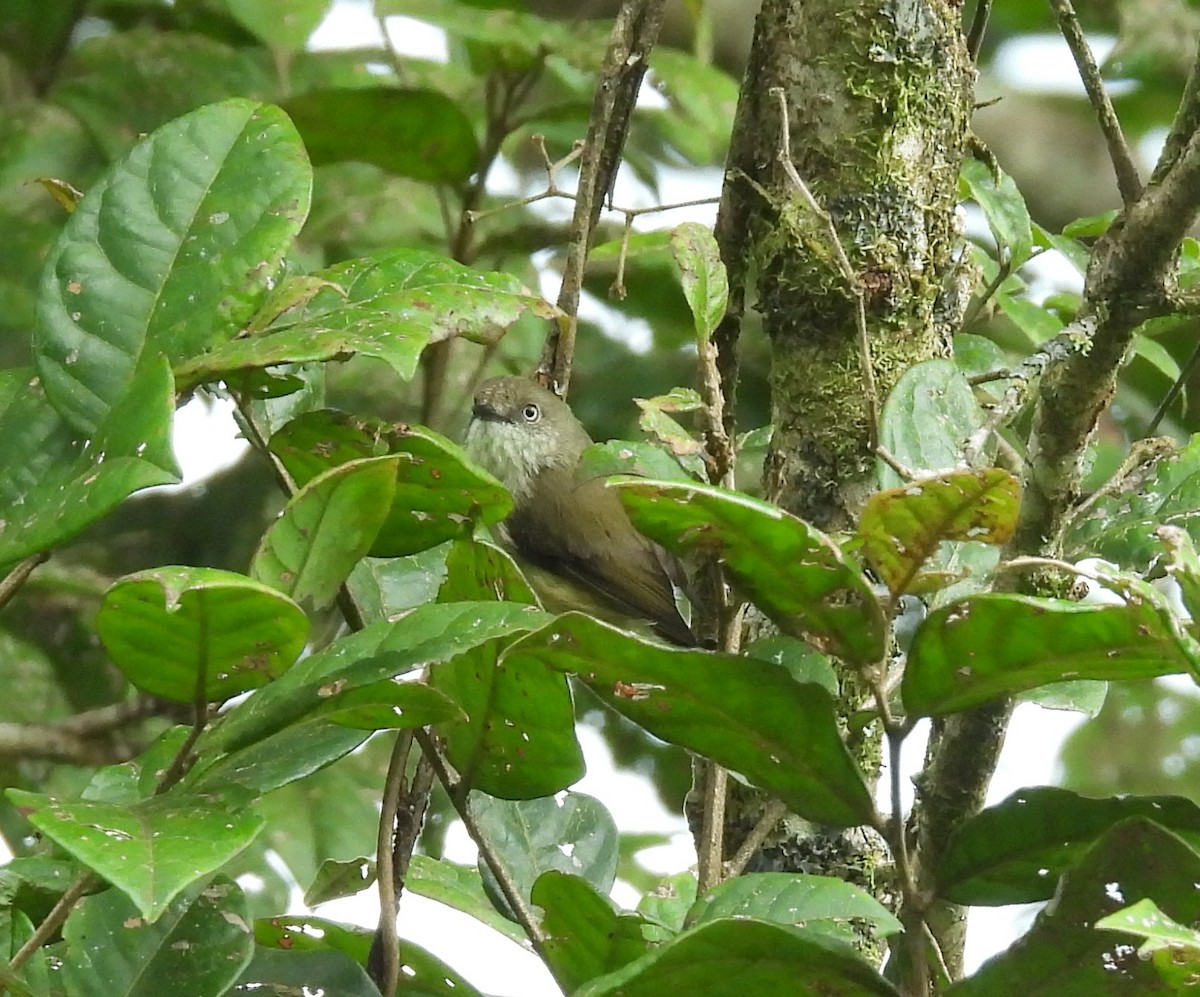 Mountain Thornbill - ML639347779
