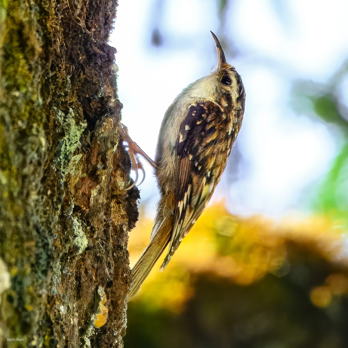 Hodgson's Treecreeper - ML639347899