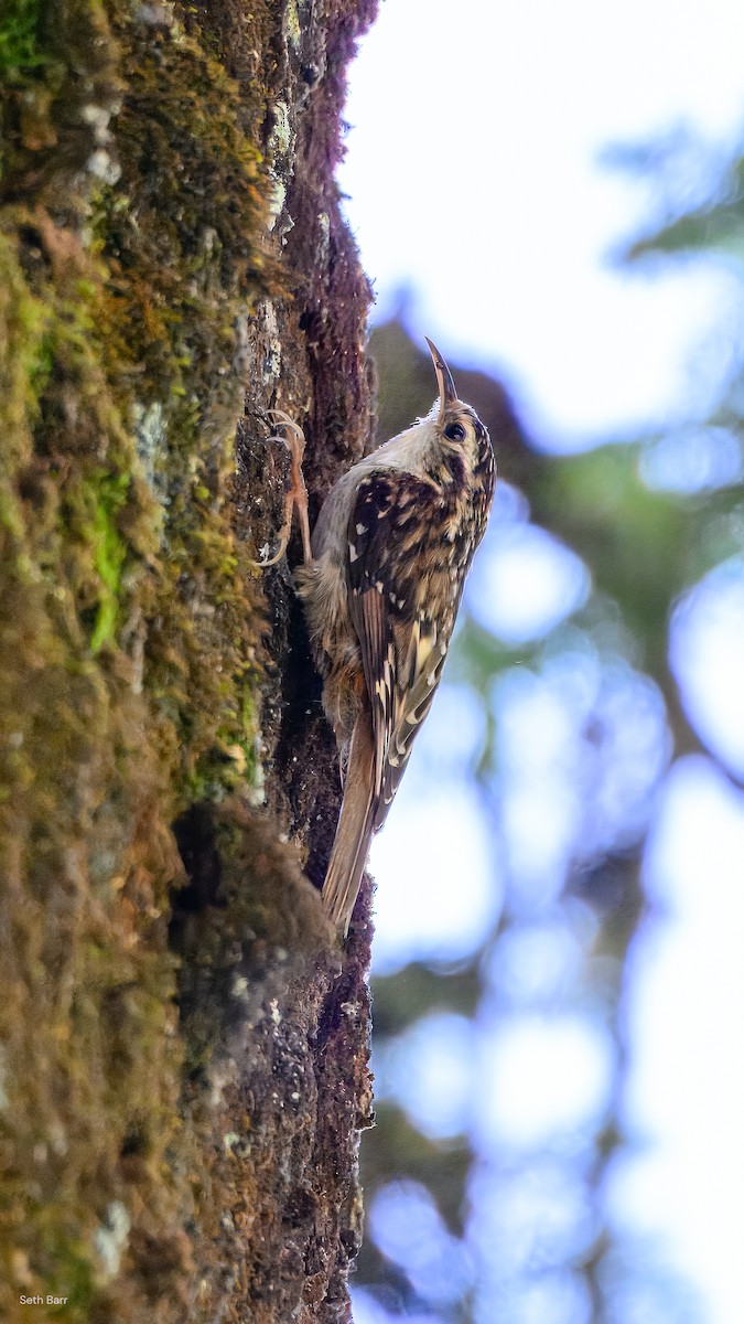 Hodgson's Treecreeper - ML639347900