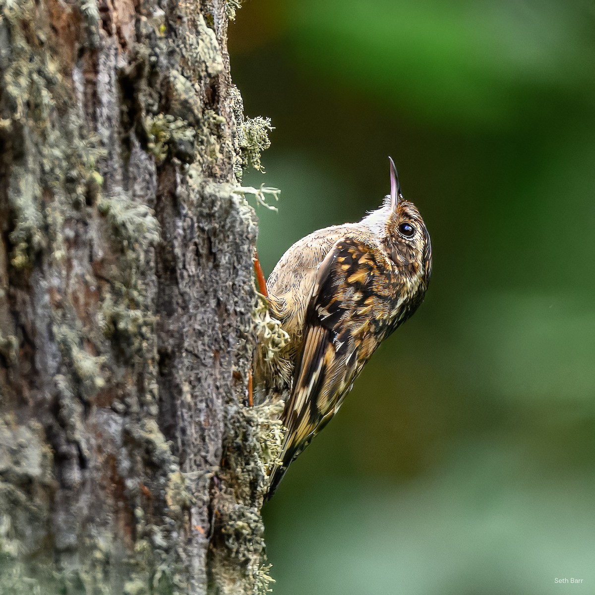Sichuan Treecreeper - ML639347987