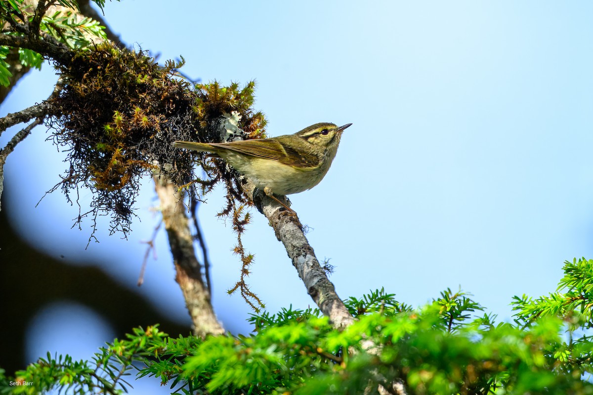 Sichuan Leaf Warbler - ML639347994