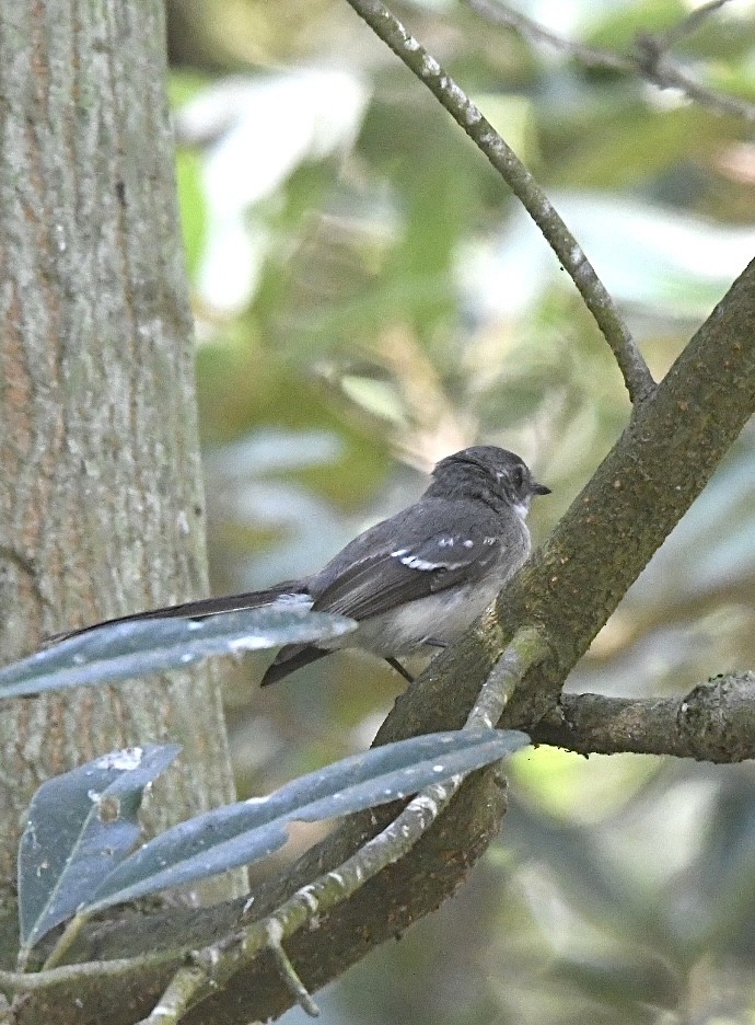 Mangrove Fantail - ML639348004