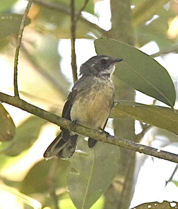 Mangrove Fantail - ML639348005