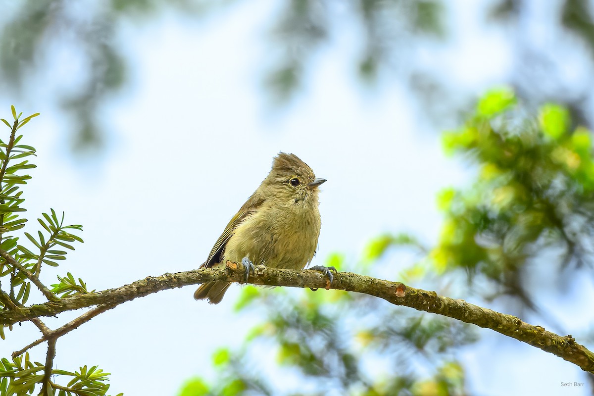 Yellow-browed Tit - ML639348007