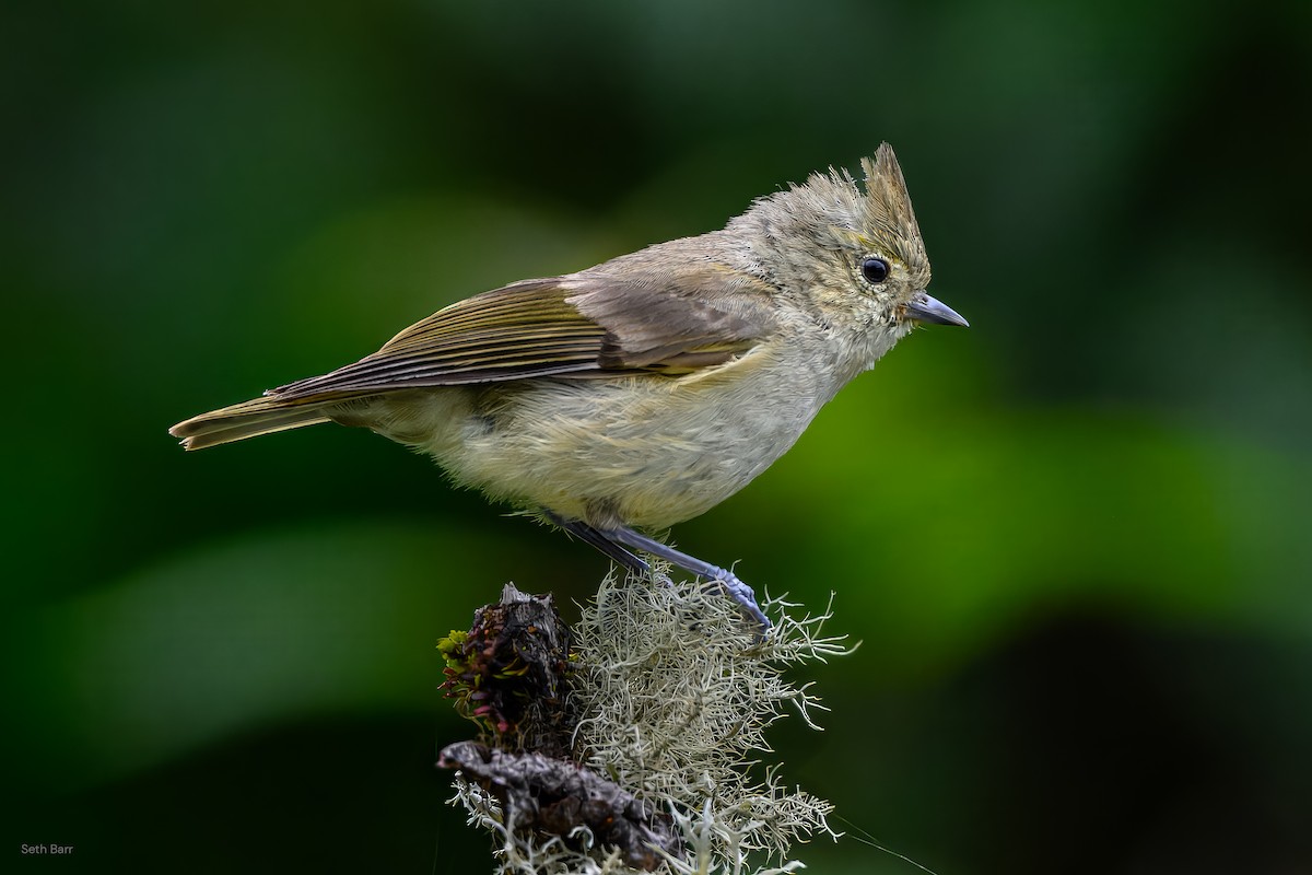 Yellow-browed Tit - ML639348009