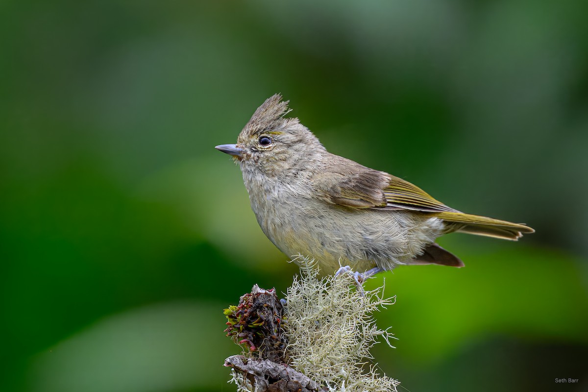 Yellow-browed Tit - ML639348010
