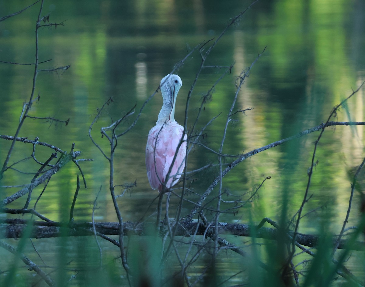 Roseate Spoonbill - ML639348079