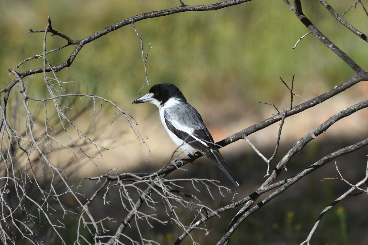 Gray Butcherbird - ML639348141