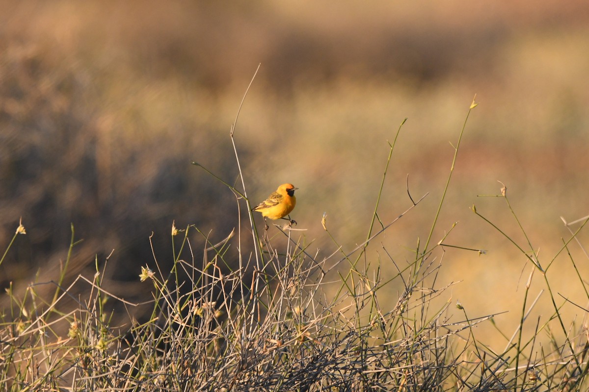 Orange Chat - ML639348169