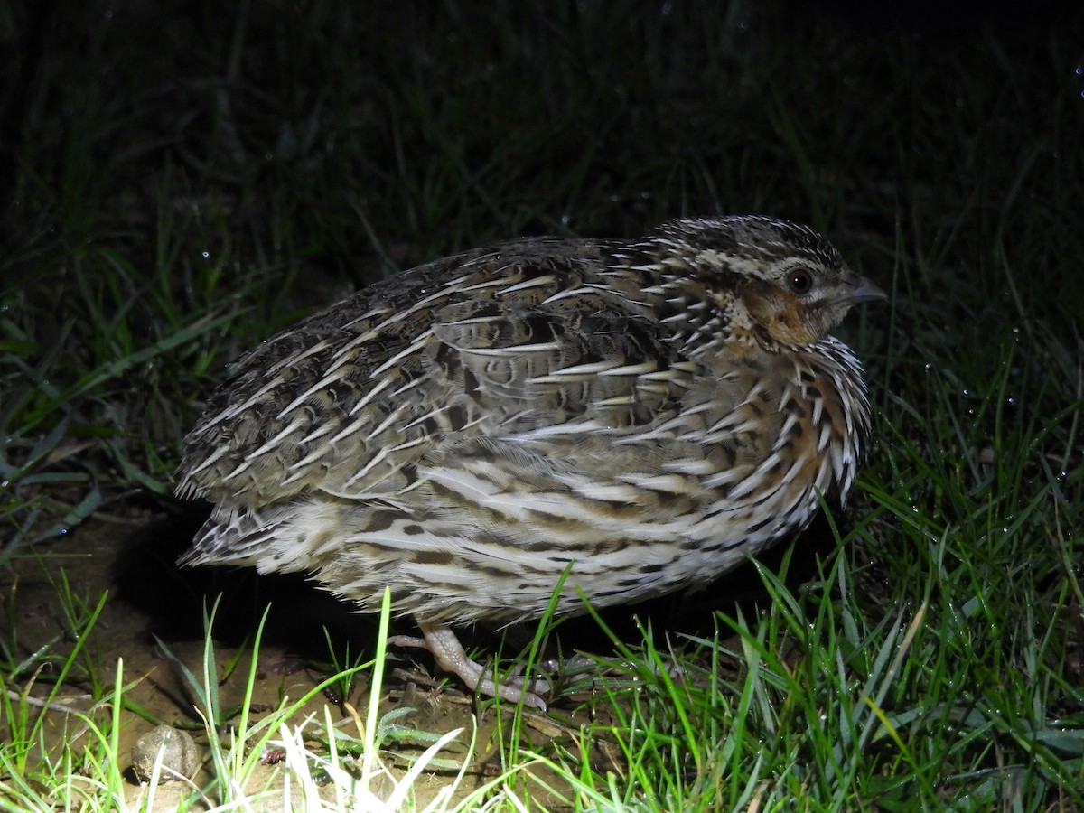 Stubble Quail - ML639348171