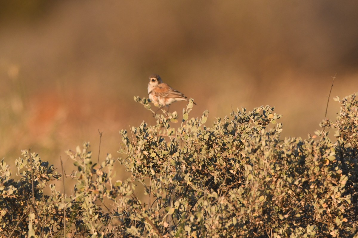 Banded Whiteface - ML639348172