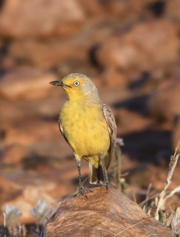 Gibberbird - ML639348208