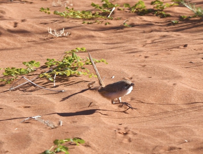 Eyrean Grasswren - ML639348223