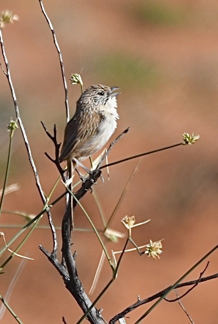 Eyrean Grasswren - ML639348224