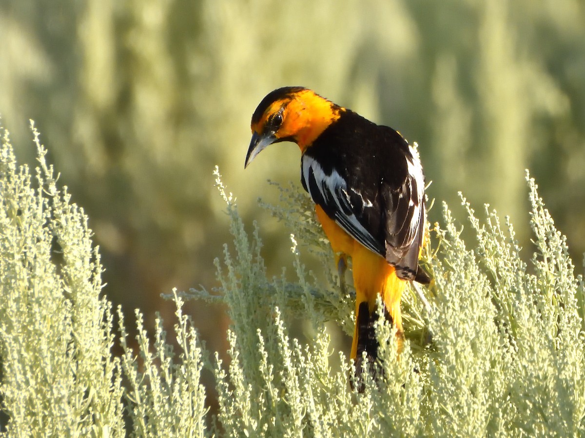 Bullock Turpiyalı - ML639348227