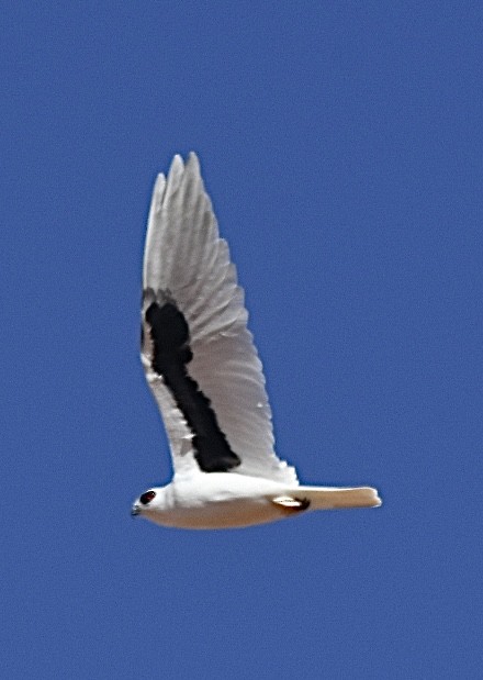 Letter-winged Kite - ML639348257