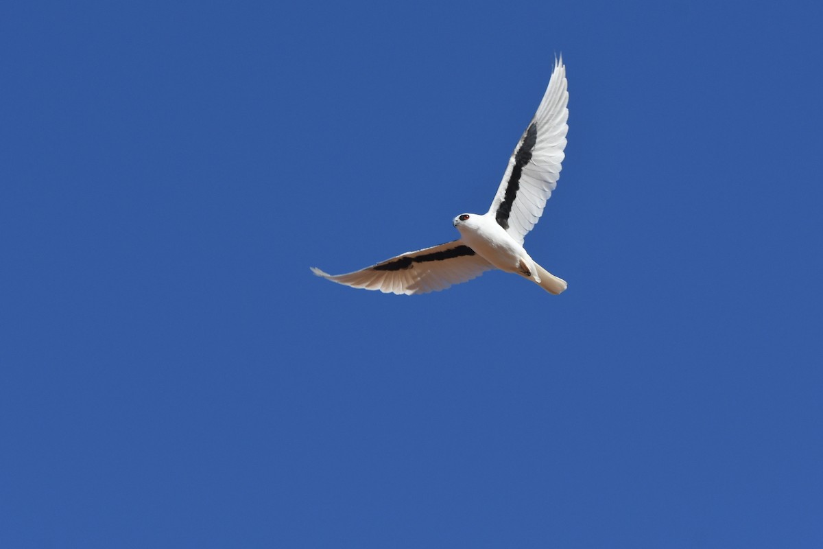 Letter-winged Kite - ML639348258