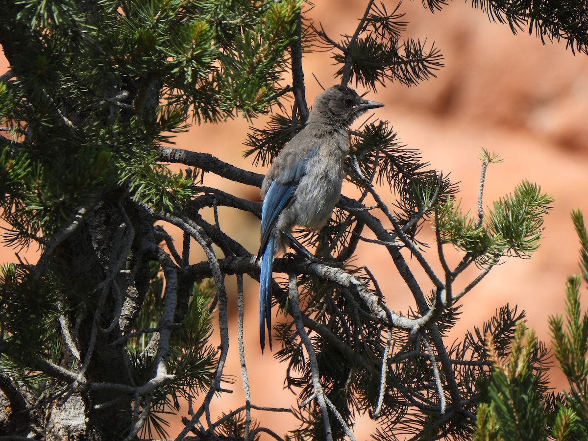 Woodhouse's Scrub-Jay - ML639348304