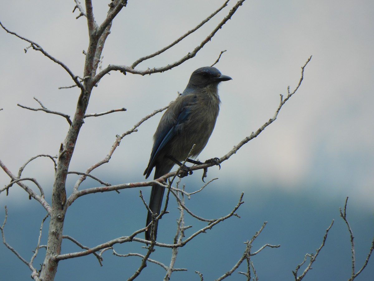 Woodhouse's Scrub-Jay - ML639348306