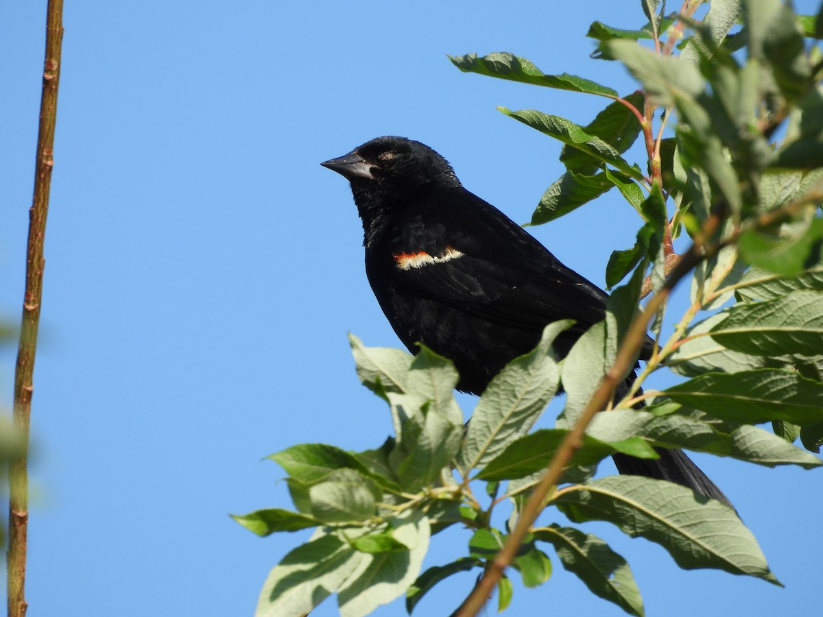 Red-winged Blackbird - ML639348326