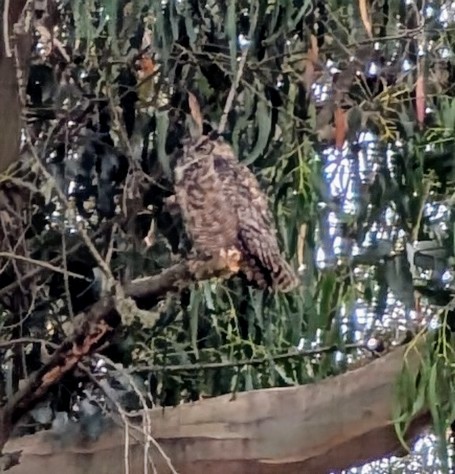 Great Horned Owl - ML639348330