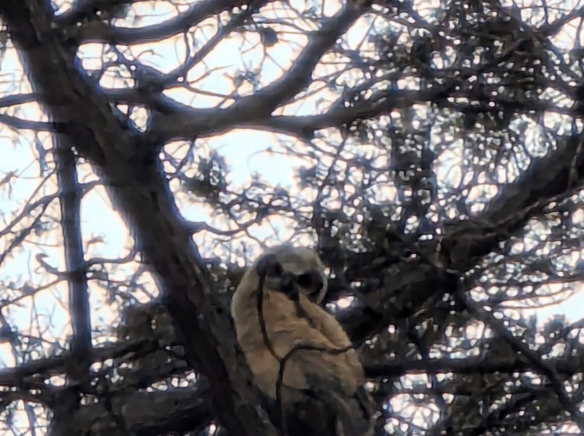 Great Horned Owl - ML639348331