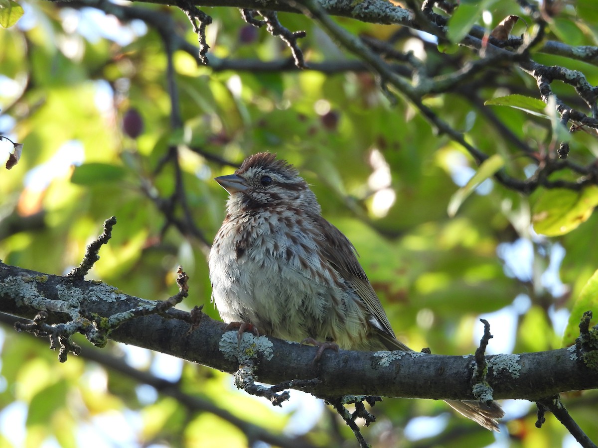 Song Sparrow - ML639348348