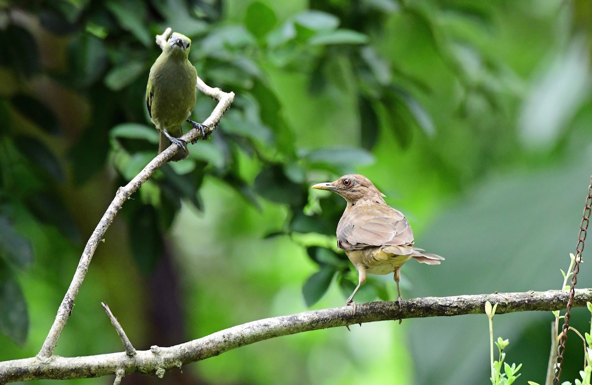 Clay-colored Thrush - ML639348392