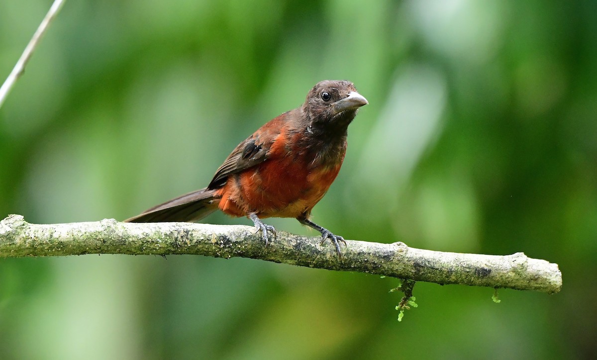 Crimson-backed Tanager - ML639348393