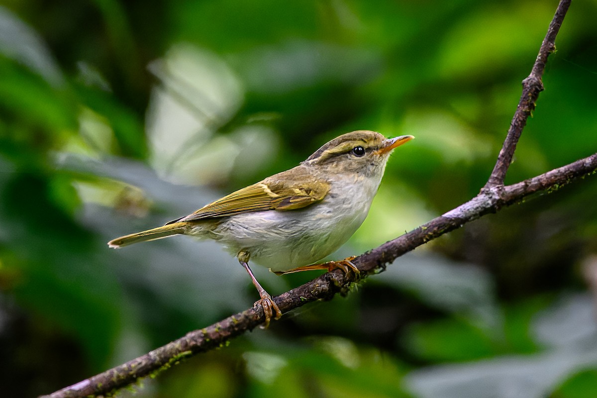 Claudia's Leaf Warbler - ML639348405