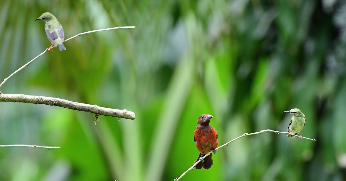 Red-legged Honeycreeper - ML639348406