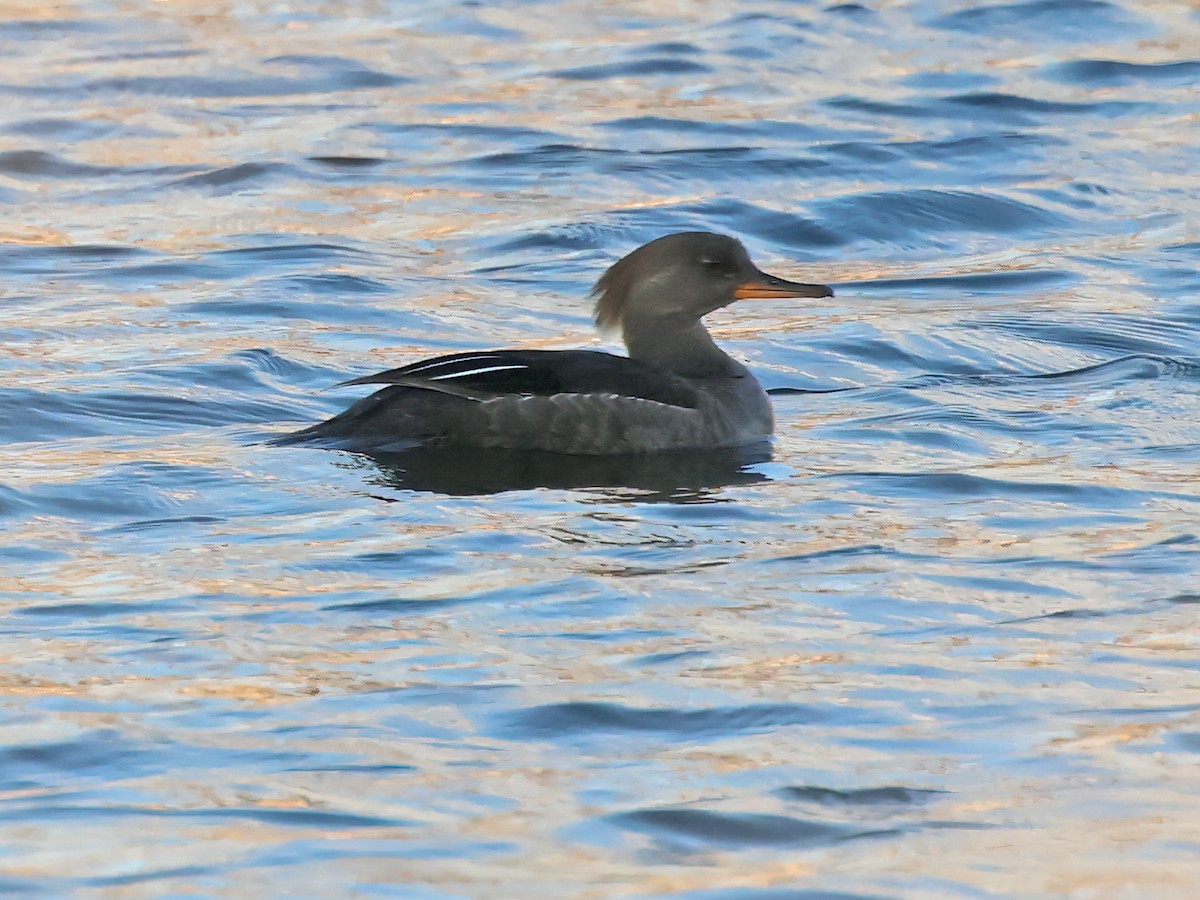 Hooded Merganser - ML639348418
