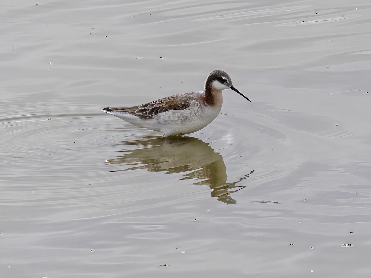 Wilson's Phalarope - ML639348427