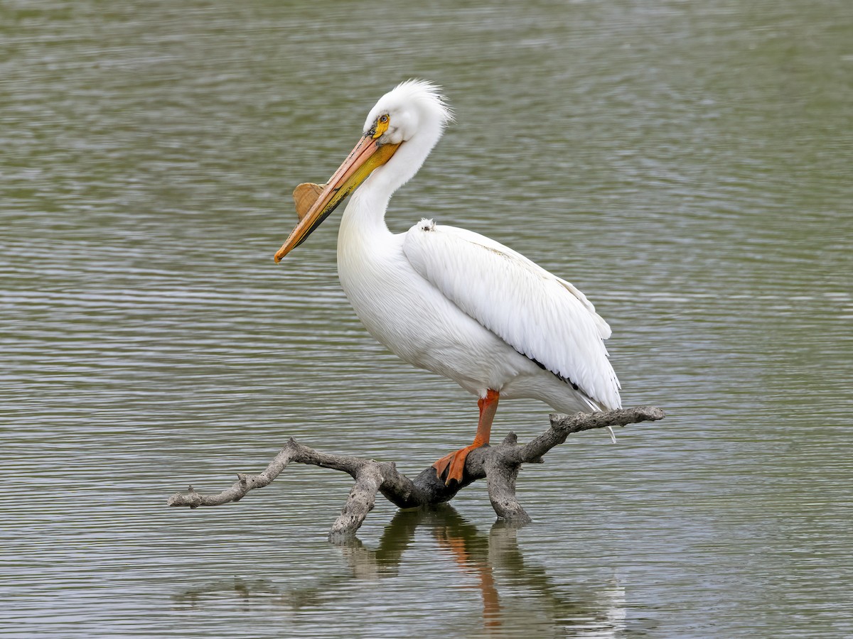 American White Pelican - ML639348431