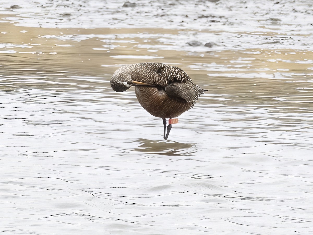 Hudsonian Godwit - ML639348534