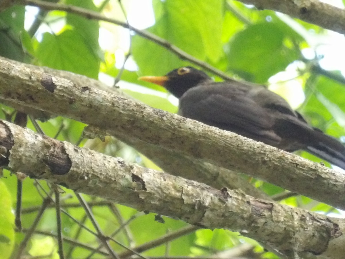 Black-hooded Thrush - ML639348623