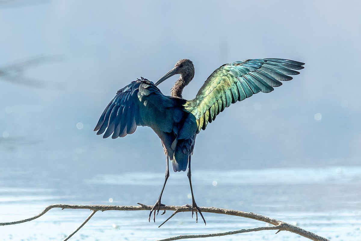 White-faced Ibis - ML639348636