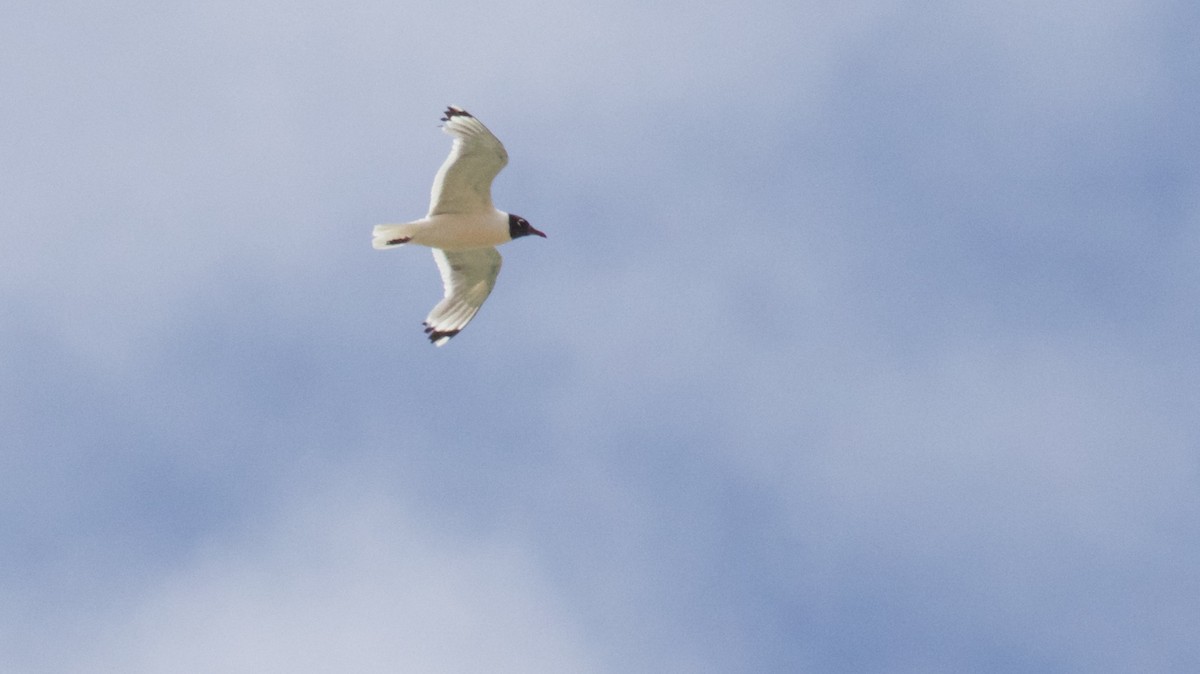 Mouette de Franklin - ML639348680